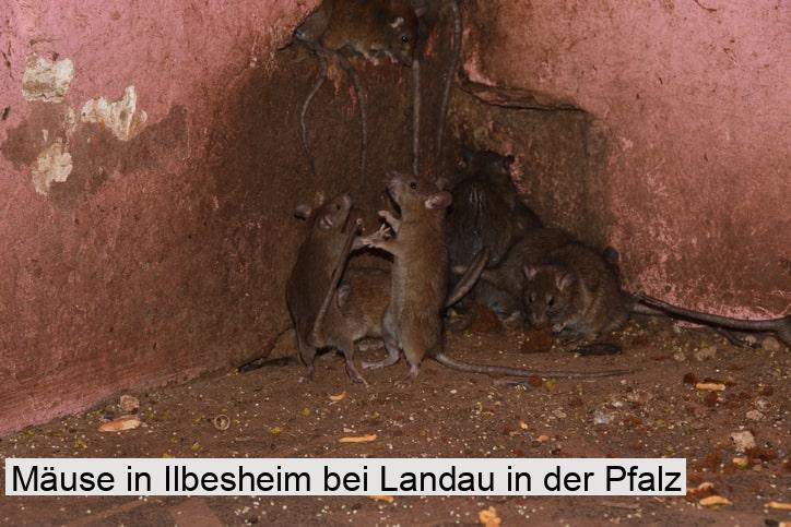 Mäuse in Ilbesheim bei Landau in der Pfalz